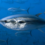 KKP Terus Perjuangkan Tata Kelola Tuna Sirip Biru Selatan Pada Sidang Komisi CCSBT